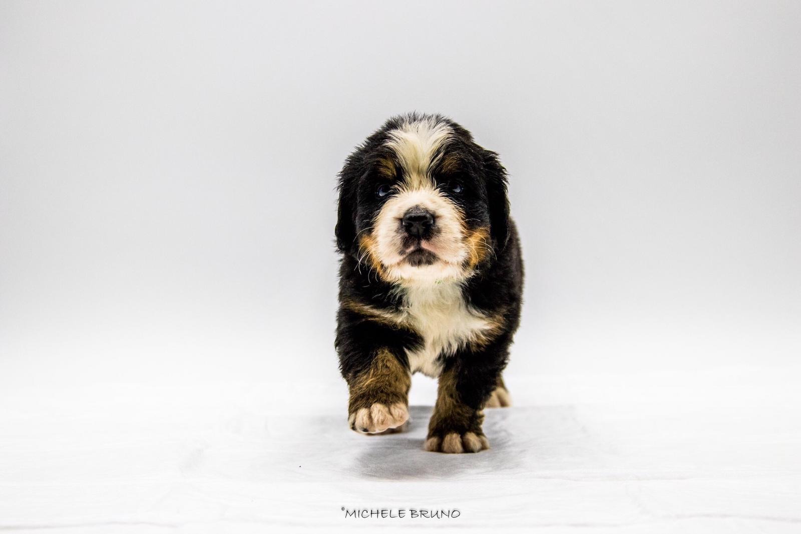 Cuccioli: cominciamo bene...la prima visita veterinaria