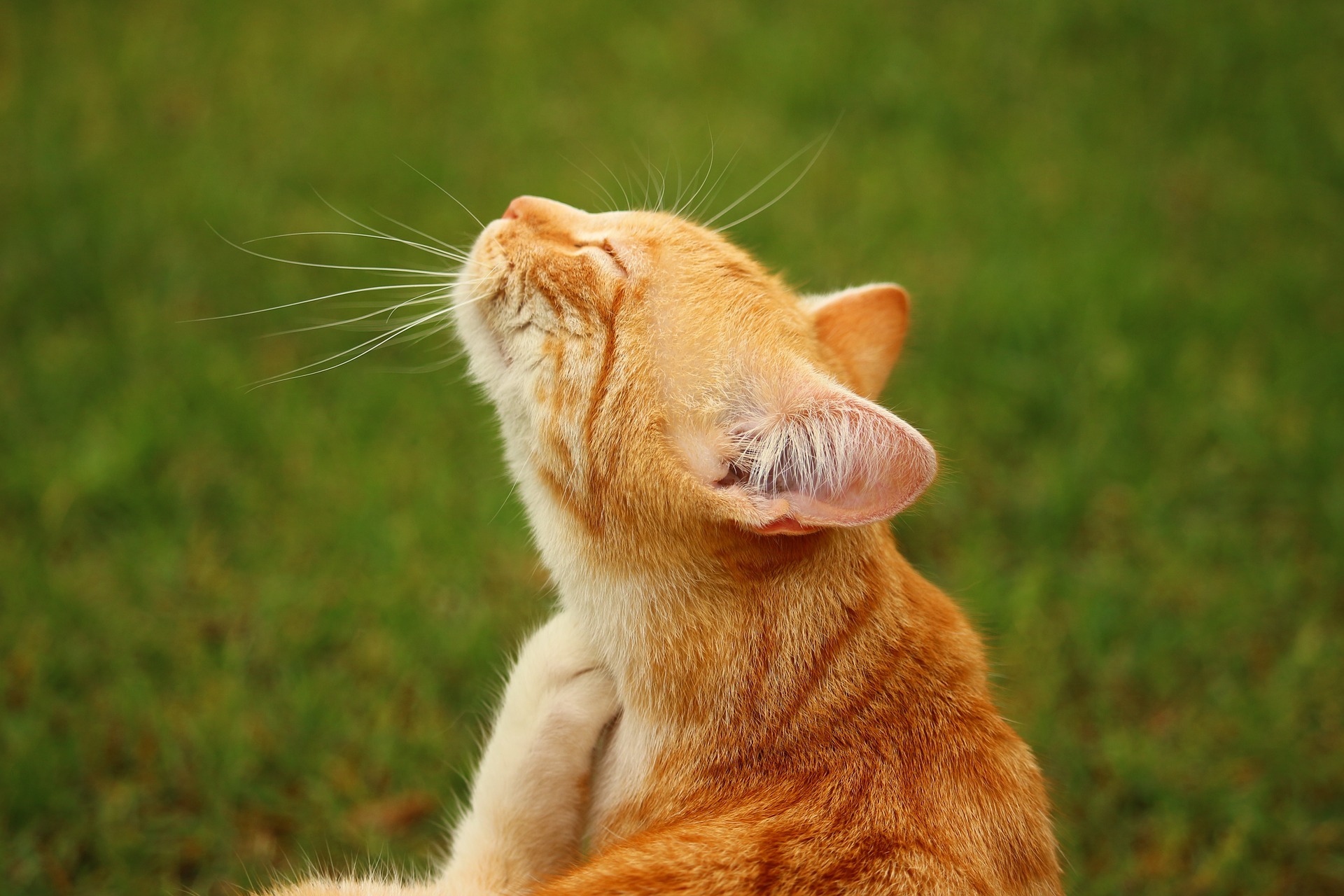 Il Prurito nel gatto